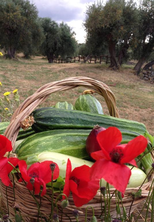 Agriturismo Prati Degli Orti Montiano  Luaran gambar