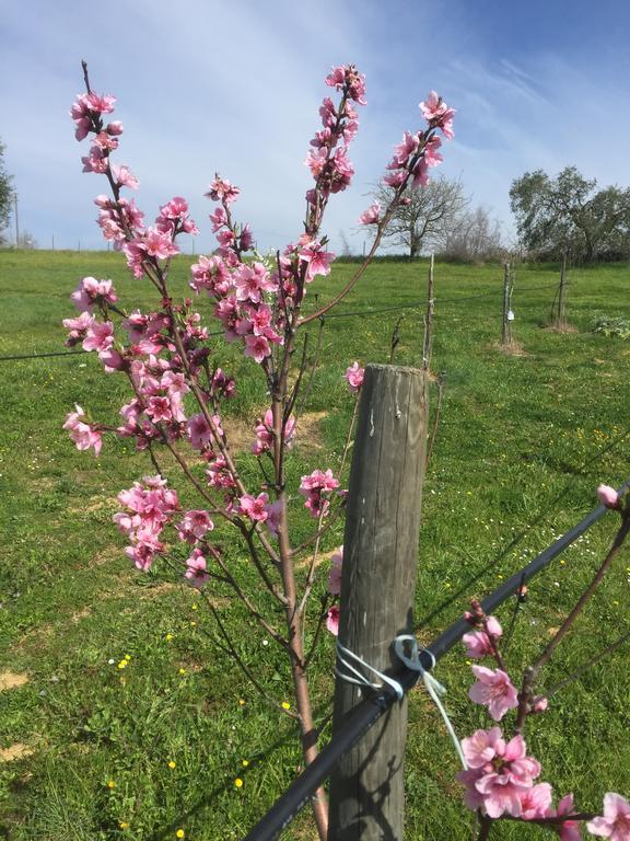 Agriturismo Prati Degli Orti Montiano  Luaran gambar