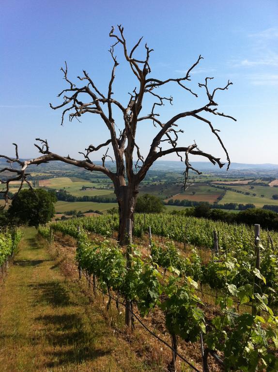 Agriturismo Prati Degli Orti Montiano  Luaran gambar