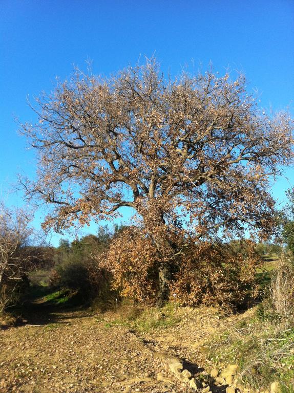 Agriturismo Prati Degli Orti Montiano  Luaran gambar
